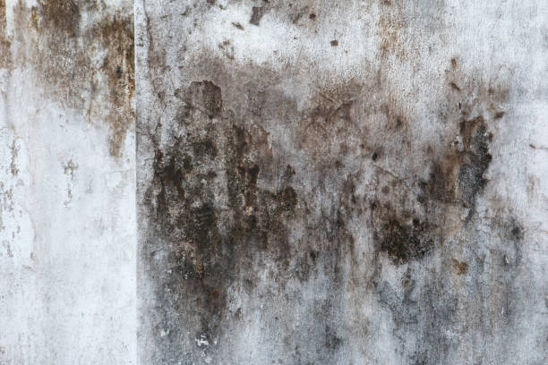 Milford, NJ Mold Removal Company