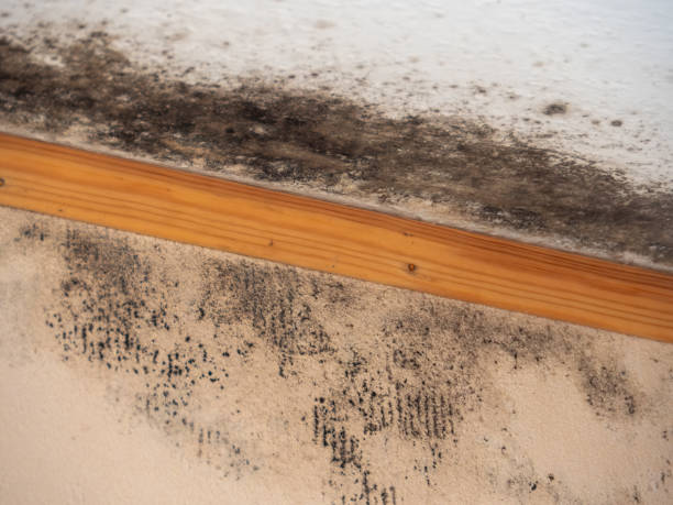 Best Airborne Mold Testing  in Milford, NJ