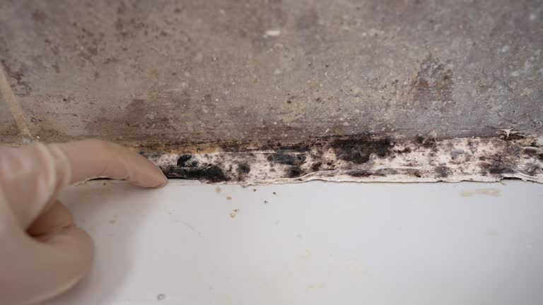 Best Basement Mold Removal  in Milford, NJ