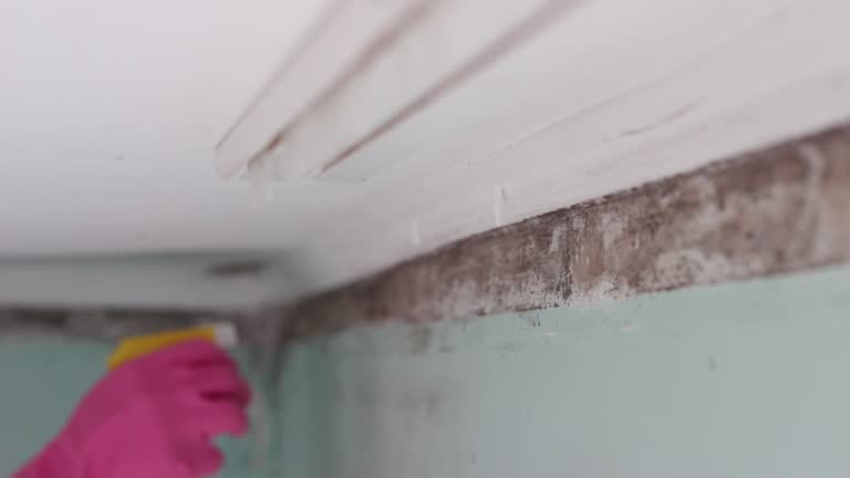 Mold Documentation for Insurance Claims in Milford, NJ